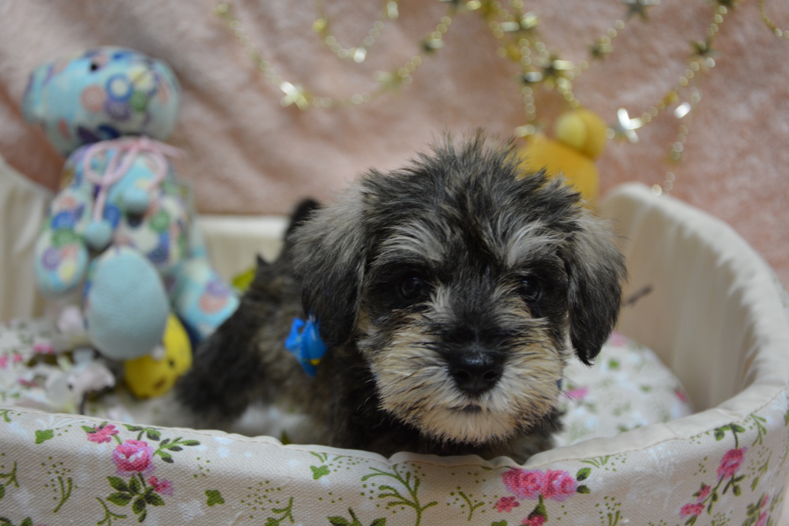 有限会社エキスパート